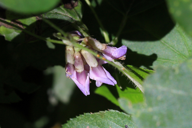 Amphicarpaea bracteata