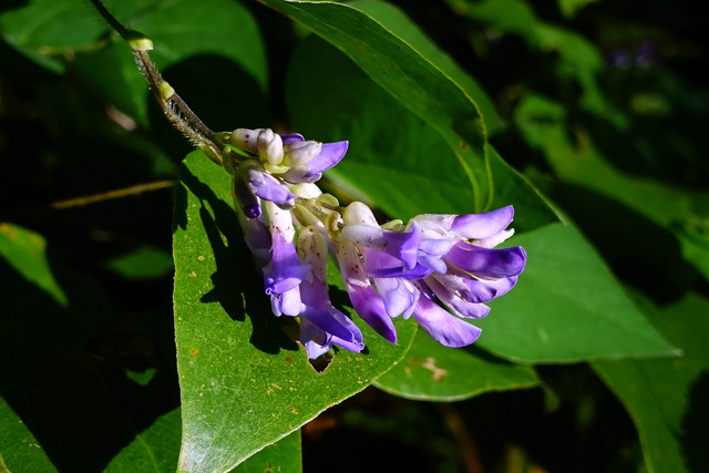 Amphicarpaea bracteata