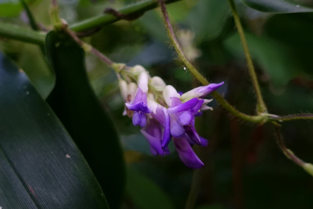 Amphicarpaea bracteata