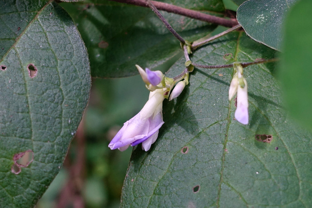 Amphicarpaea bracteata