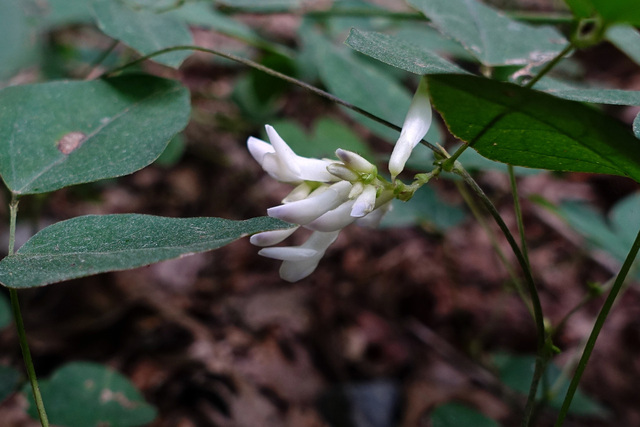 Amphicarpaea bracteata