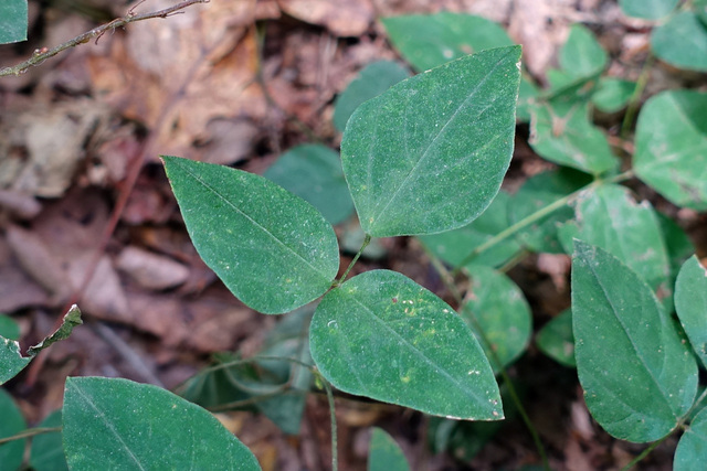 Amphicarpaea bracteata - leaves