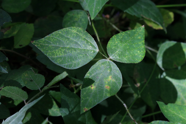 Amphicarpaea bracteata - leaves