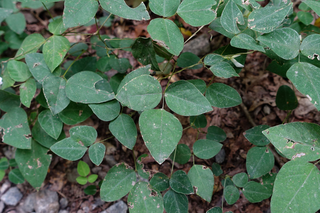 Amphicarpaea bracteata - leaves