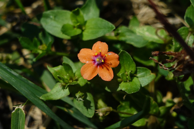 Anagallis arvensis