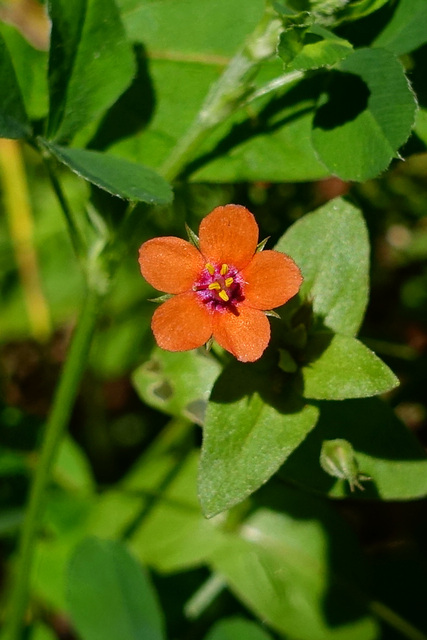 Anagallis arvensis