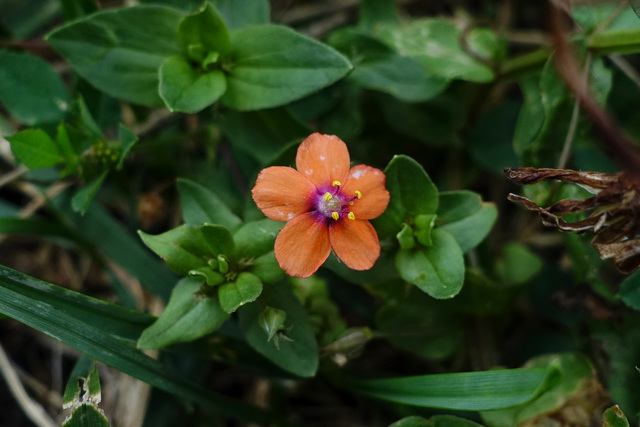 Anagallis arvensis