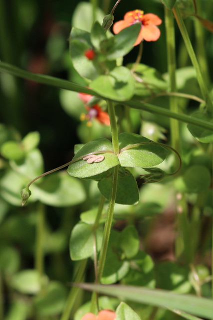 Anagallis arvensis - leaves