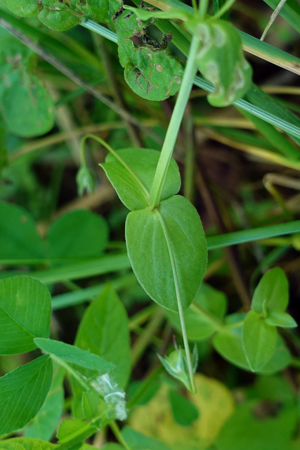 Anagallis arvensis - leaves