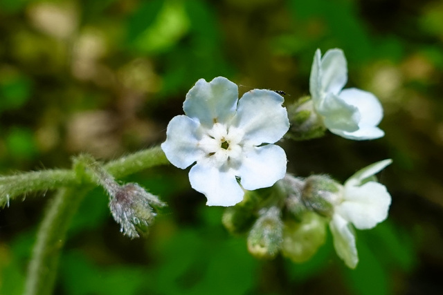 Andersonglossum virginianum