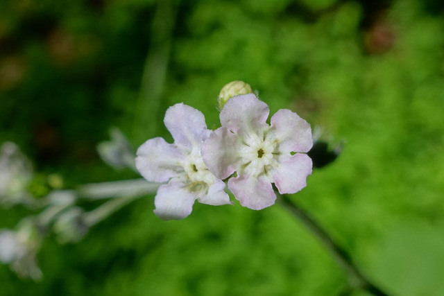 Andersonglossum virginianum