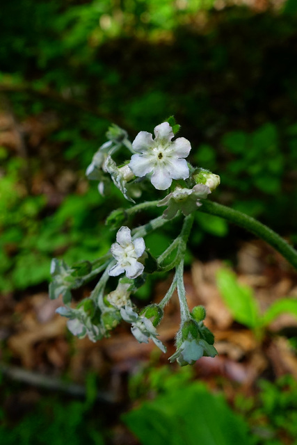 Andersonglossum virginianum