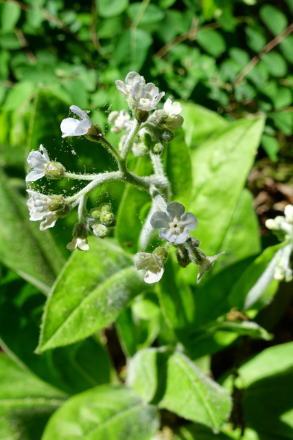 Andersonglossum virginianum