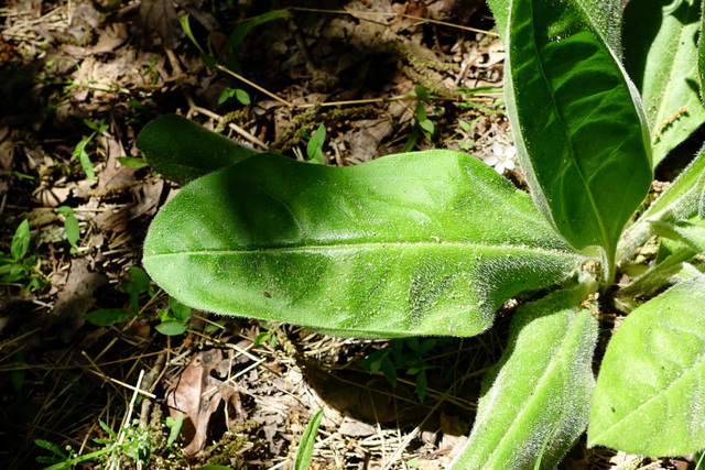 Andersonglossum virginianum - leaves