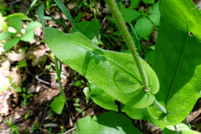 Andersonglossum virginianum - leaves