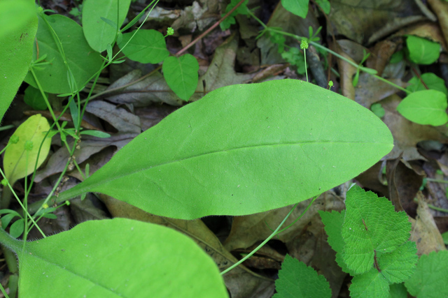 Andersonglossum virginianum - leaves