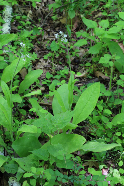 Andersonglossum virginianum - plant