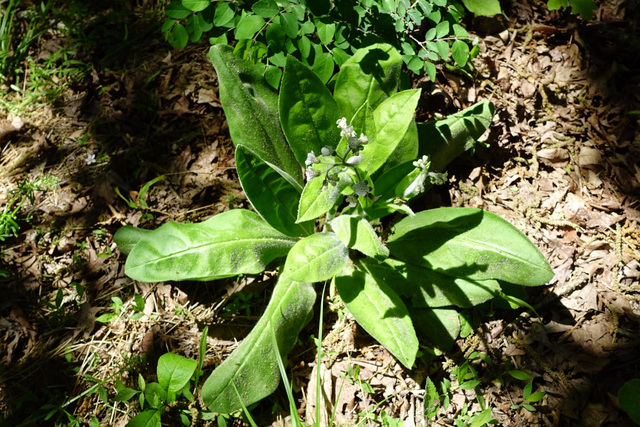 Andersonglossum virginianum - plant