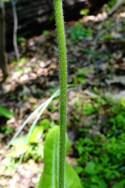 Andersonglossum virginianum - stem