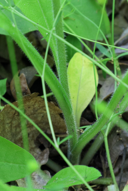 Andersonglossum virginianum - stem