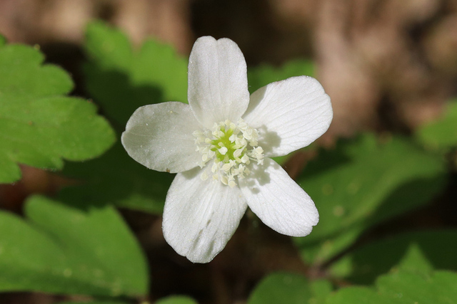 Anemone quinquefolia