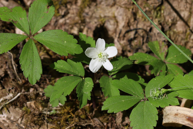 Anemone quinquefolia