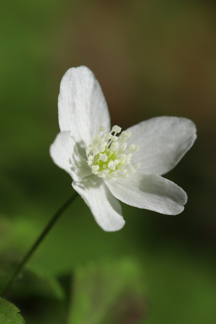 Anemone quinquefolia