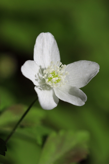 Anemone quinquefolia