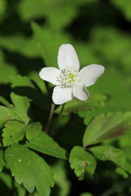 Anemone quinquefolia