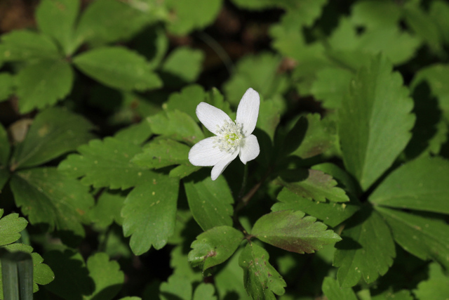 Anemone quinquefolia