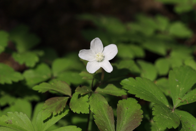 Anemone quinquefolia