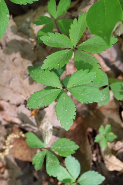 Anemone quinquefolia - leaves