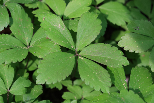 Anemone quinquefolia - leaves