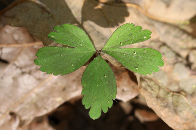 Anemone quinquefolia - leaves