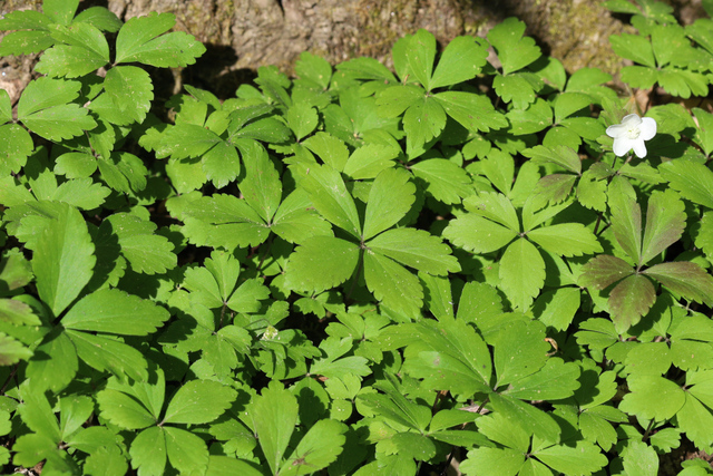 Anemone quinquefolia - leaves