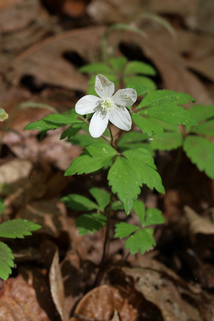 Anemone quinquefolia - plant