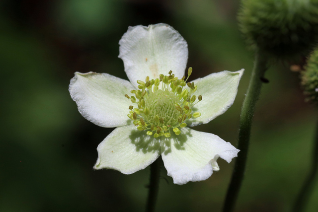 Anemone virginiana