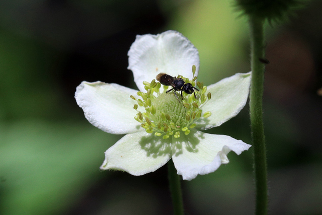 Anemone virginiana