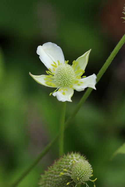 Anemone virginiana