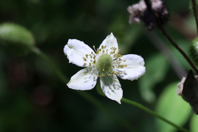 Anemone virginiana