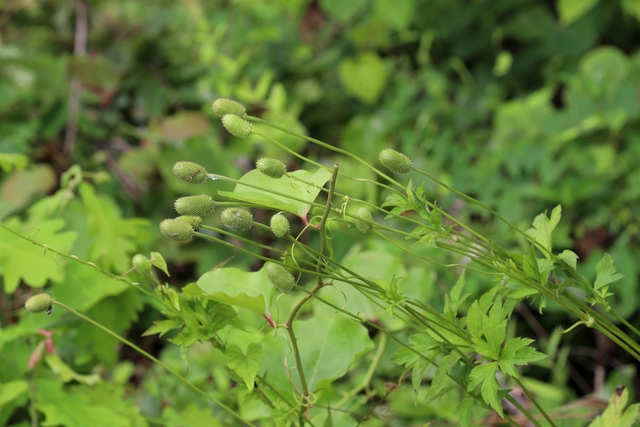 Anemone virginiana - fruit