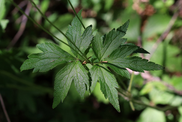 Anemone virginiana - leaves