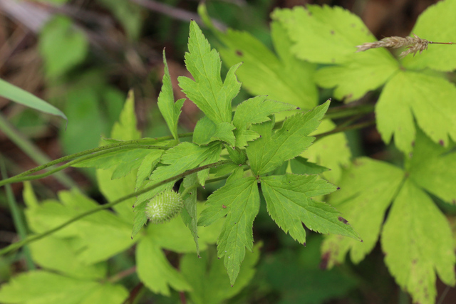 Anemone virginiana - leaves