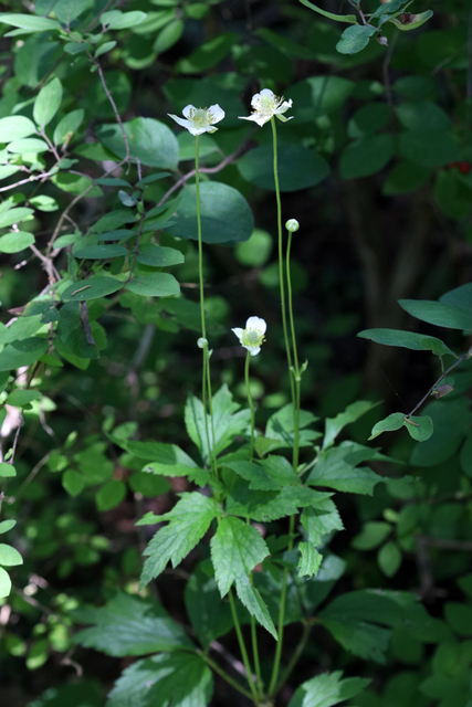 Anemone virginiana - plants