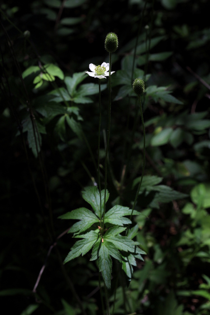 Anemone virginiana - plants