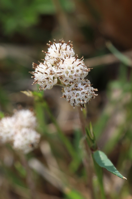 Antennaria neglecta