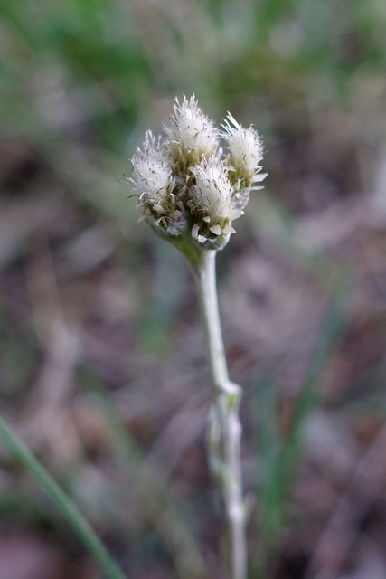 Antennaria neglecta - female flower