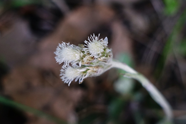 Antennaria neglecta - female flower