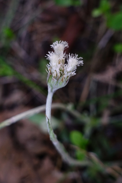 Antennaria neglecta - female flower