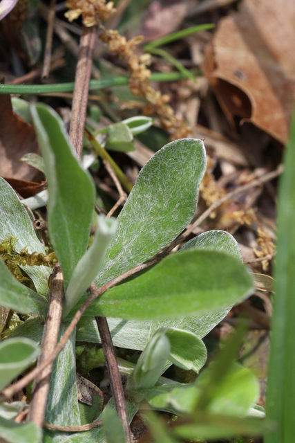 Antennaria neglecta - leaves